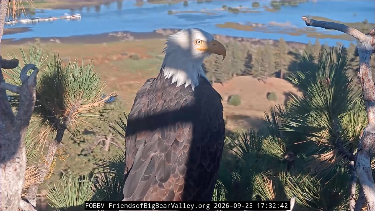 Bald eagle